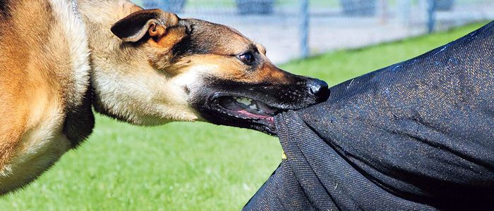 नेपालमा टर्टस् कानून : कुकुरलाई अदालत लान सकिँदैन तर…