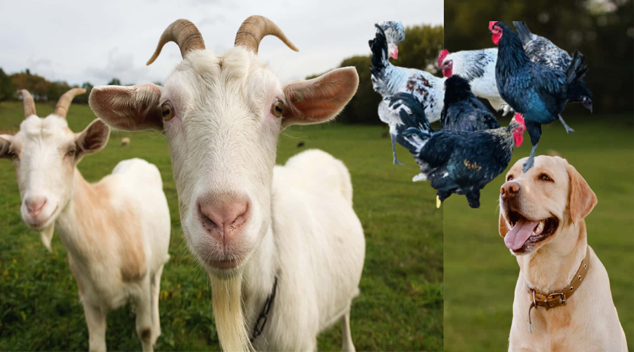 मन्त्रीको सम्पत्ति :  कृषिमन्त्रीसँग २ बाख्रा र १० कुखुरा, महिला मन्त्रीसँग एउटा कुकुर !