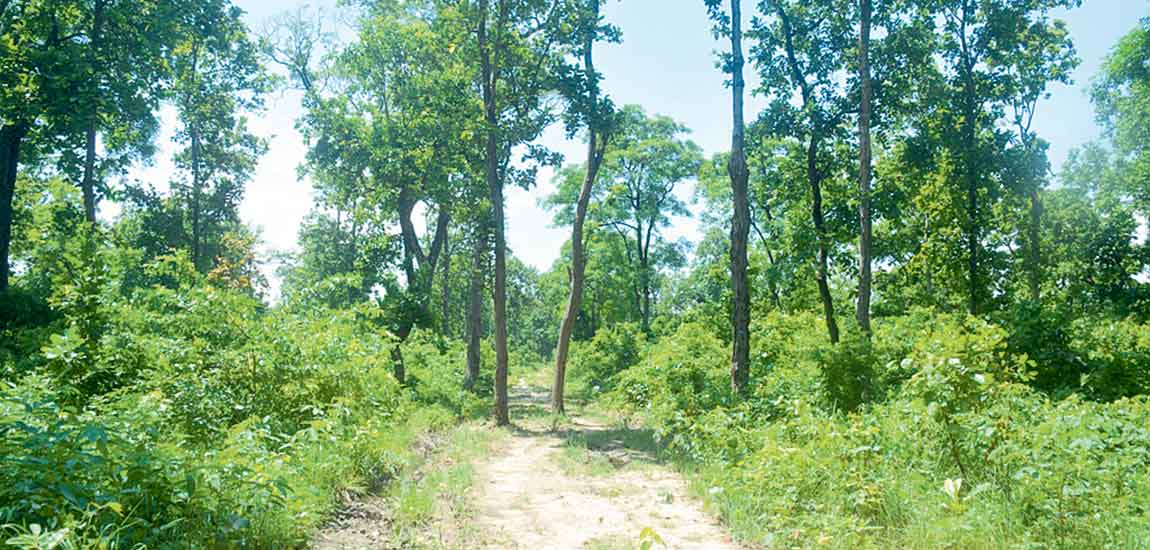 भ्रष्टाचारको अभियोगमा सामुदायिक वनका अध्यक्षविरुद्ध मुद्दा दायर