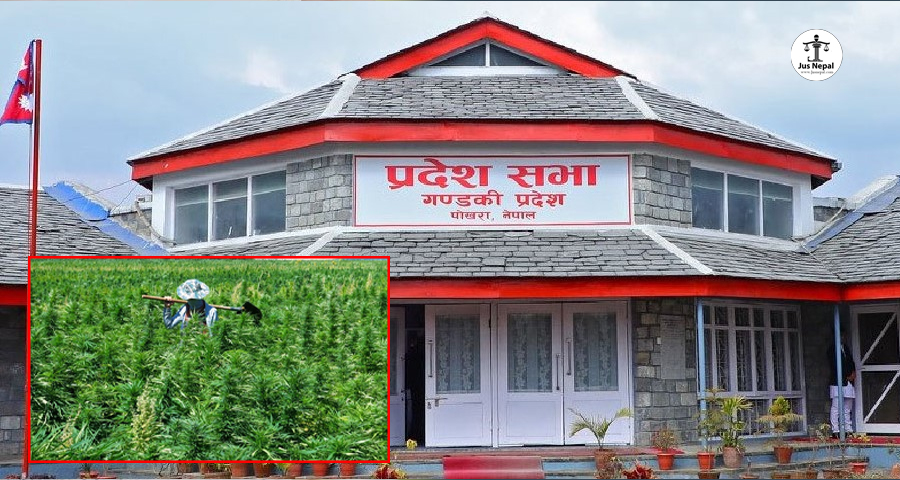 प्रदेश प्रमुखले फिर्ता पठाएकाे गाँजा खेतीसम्बन्धी विधेयक गण्डकी प्रदेशसभाबाट पुनः पारित