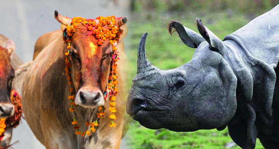 गाईको सट्टा गैंडालाई राष्ट्रिय जनावर बनाउन प्रस्ताव